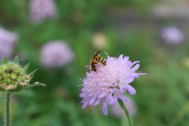 Werden Wildbienen missbraucht? – Die wahre Ursache für Insektensterben