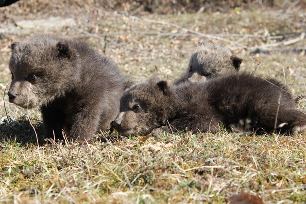 Ein Leben in Freiheit für Ema, Oska und Ron / VIER PFOTEN überstellt die drei konfiszierten Bärenwaisen in den Nationalpark Sharri im südwestlichen Kosovo