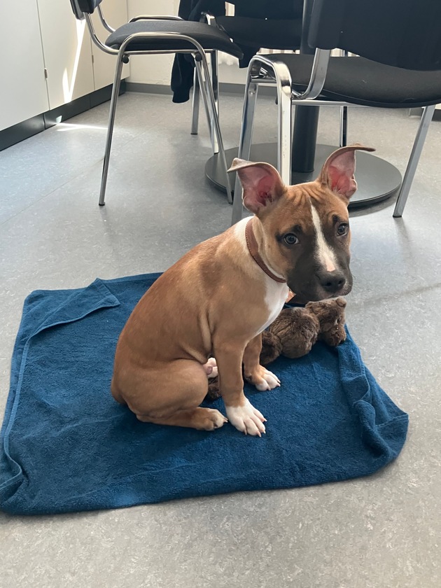 POL-PPMZ: Ausgesetzter Hundewelpe - Zeugen gesucht