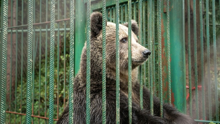 QUATRE PATTES libère l’ourse de restaurant Mici