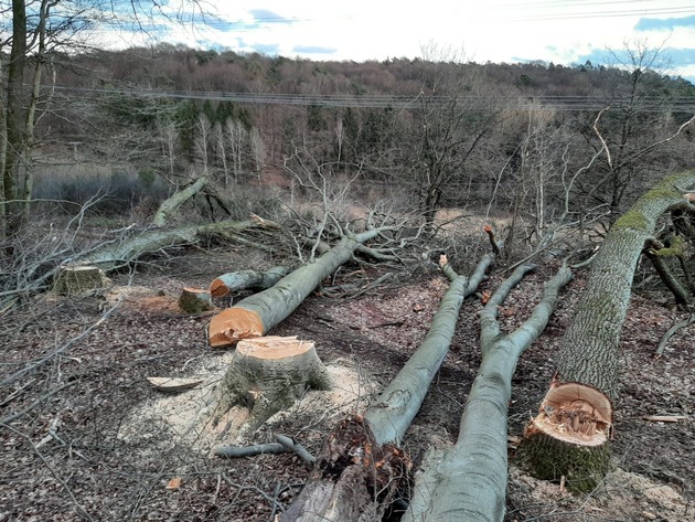 POL-PPWP: 3.000 Quadratmeter Bäume illegal gefällt