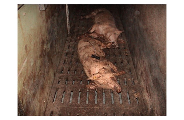 Skandalös: Schwyzer Bezirksamt schützt nicht tiergerechte Schweinemast
