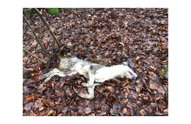 POL-MA: Schriesheim/Heiligkreuzsteinach: Mittlerweile vier tote Hunde gefunden; erste Untersuchungsergebnisse liegen vor; Zeugen dringend gesucht