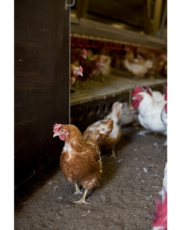 Migros setzt auf Schweizer Fleisch und bessere Haltungsbedingungen von Tieren im Ausland