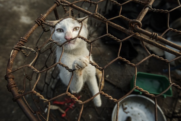 VIER PFOTEN schliesst erstmals Katzen-Schlachthaus und -Restaurant in Vietnam