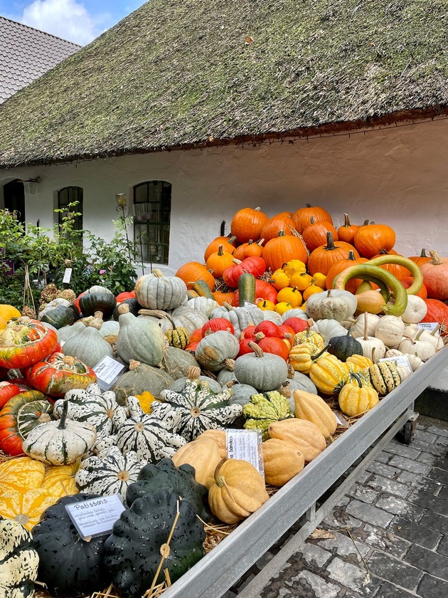 Kohlanschnitt, Teezeit und Krabbentage: SH-Ausflugstipps für Herbst- und Ferienzeit