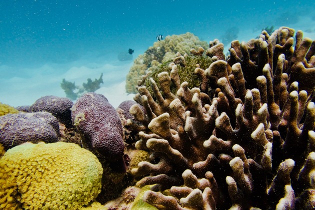 Klimaakademie der Hochschule Bremerhaven: Korallenriffe und Klimawandel