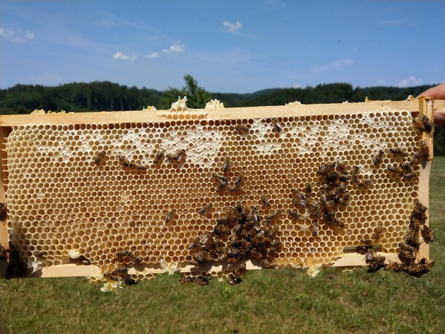 Bienensterben: Spezielle Zucker verantwortlich für Waldtrachtkrankheit