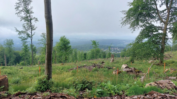 DG Nexolution spendet 5.000 Bäume für Stadtwald Kronberg