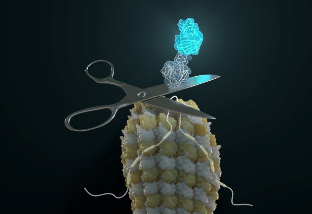 Neue Designer-Proteine machen Isoforme nichtinvasiv sichtbar