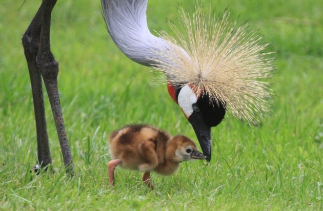 Verband der Zoologischen G&auml;rten (VdZ): Gl&uuml;cksboten in Gefahr: Der Kronenkranich ist das Zootier des Jahres 2026