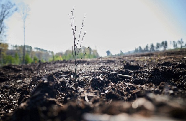 Vergölst GmbH: Vergölst schafft 2022 einen Hektar Natur in Deutschland