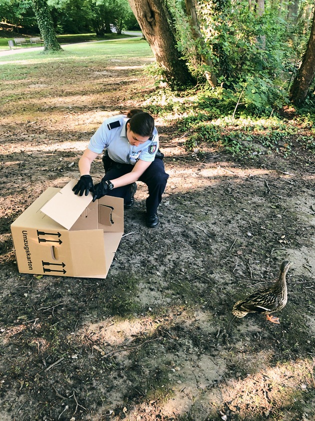 POL-AC: Ungewöhnlicher Einsatz: Polizei rettet Entenfamilie