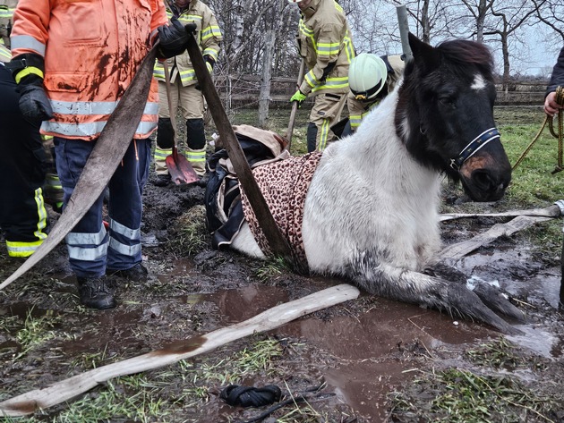 FW Lehrte: Pony wird durch Feuerwehr aus misslicher Lage befreit.