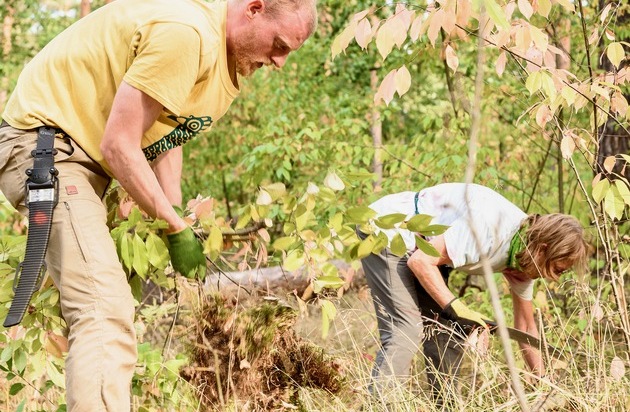 Bergwaldprojekt e.V.: Für Trinkwasserschutz und naturnahe Mischwälder: Freiwillige Helfer kommen nach Berlin, um den dringenden Waldumbau zu unterstützen