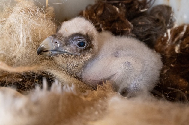 Neues Bartgeier-Küken für Natur- und Tierpark Goldau