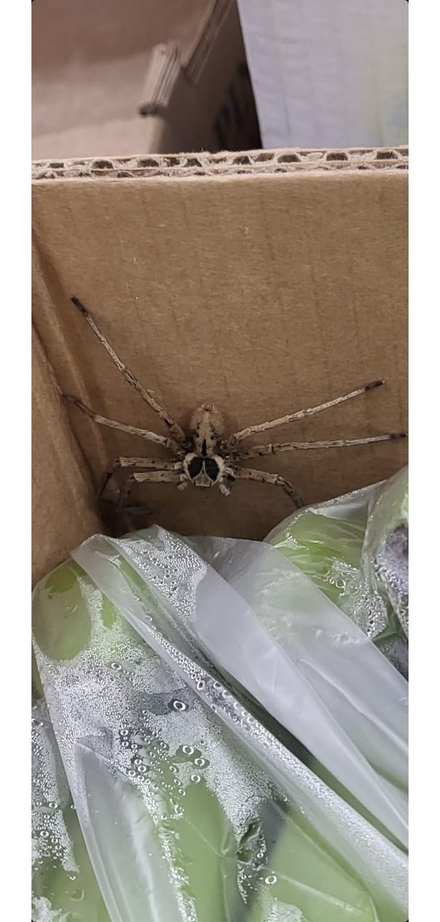 FW-KR: Exotischer Spinnenfund in einem Krefelder Lebensmittel-Discounter Nachtrag