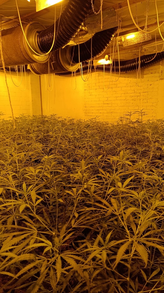 POL-EL: Schüttorf - Große Cannabisplantage in Schüttorf entdeckt - drei Beschuldigte vorläufig festgenommen