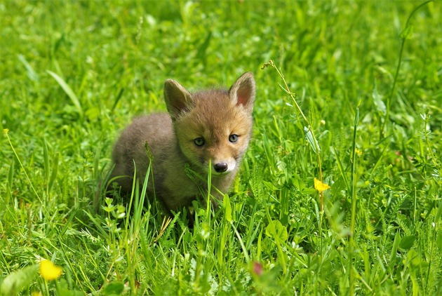 Changement d’heure: attention aux fâcheuses rencontres avec des animaux sauvages sur la route