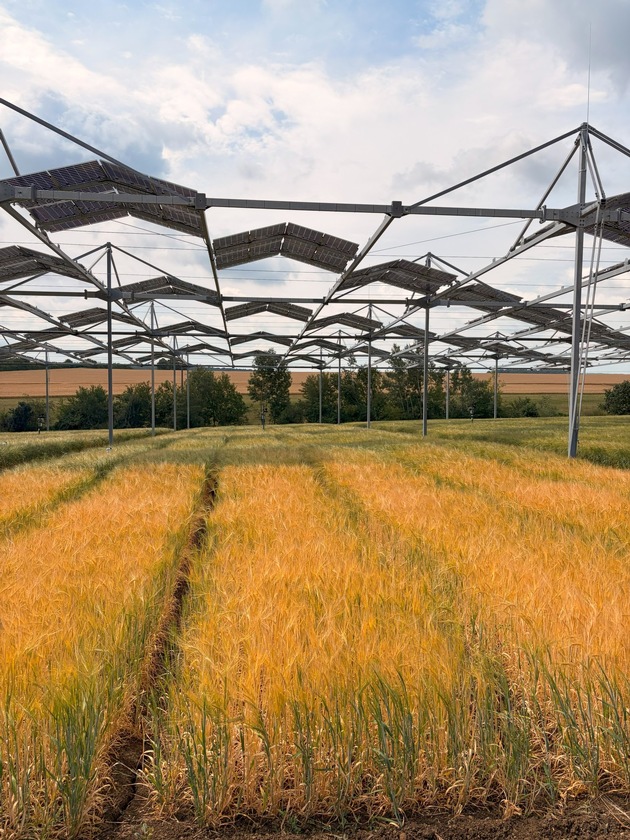 Agri-PV & Agroforst: Ackerpflanzen vertragen Beschattung besser als gedacht