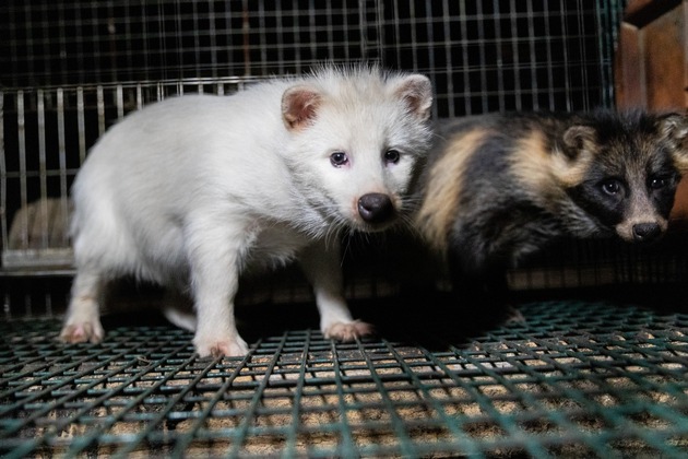 Des images choquantes tournées dans des fermes d’élevage d’animaux à fourrure finlandaises montrent des renards blessés, malades et devenus cannibales