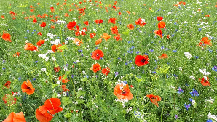 Réduire les pesticides à l&#039;aide de bandes fleuries: Lidl Suisse soutient le projet de recherche de la Confédération/Des auxiliaires pour combattre les pucerons dans la culture de la betterave sucrière