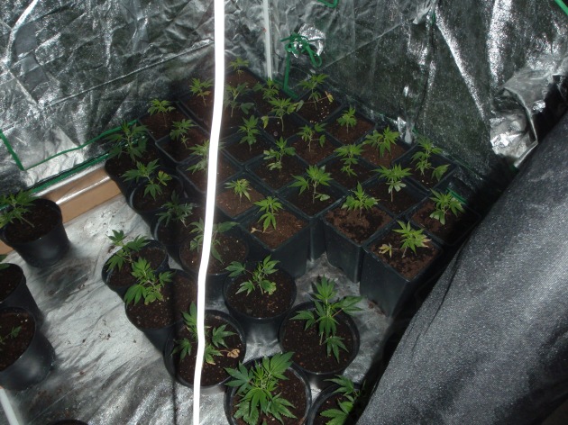 POL-D: Cannabisplantage in Pempelfort entdeckt