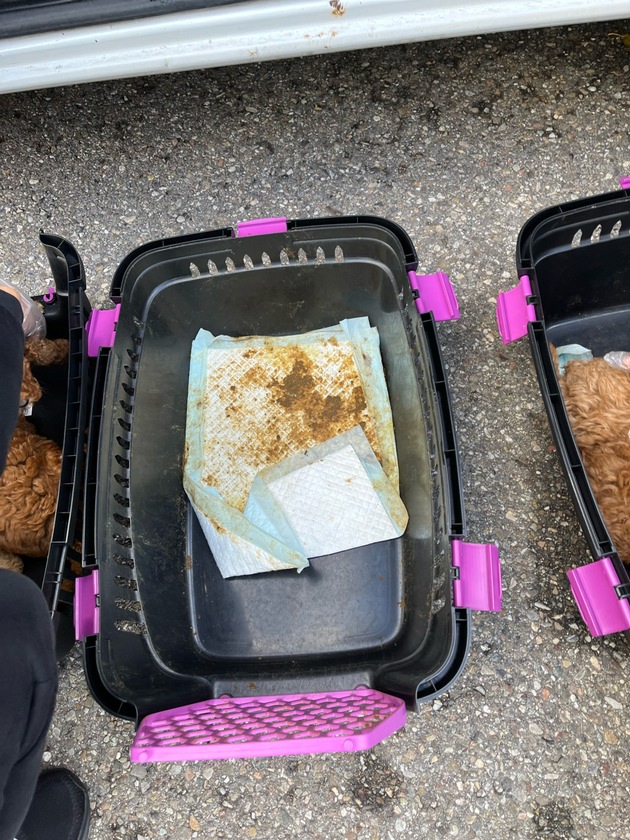 POL-FR: Aufmerksamer Zeuge ruft die Polizei - illegaler Welpenhandel gestoppt