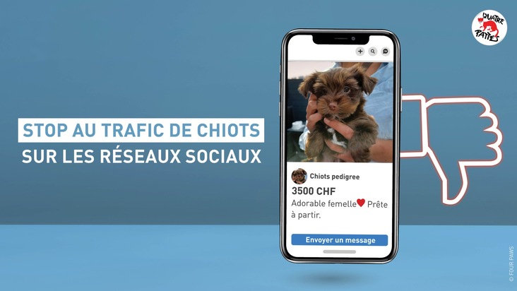 Le commerce cruel de chiots sur Facebook et Instagram est en plein essor