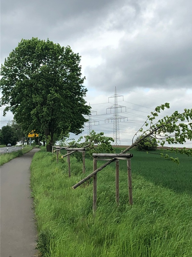 POL-REK: 230512-3: Unbekannte fällen über 20 Jungbäume in Pulheim