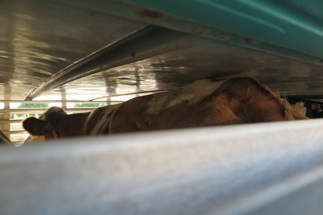 POL-WE: Zwischenstopp für Rinder - Kontrolle für den Tierschutz