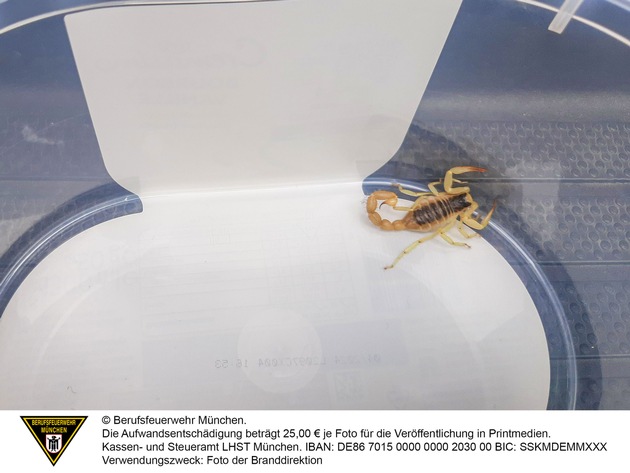 FW-M: Der Skorpion aus Kalifornien (Hadern)