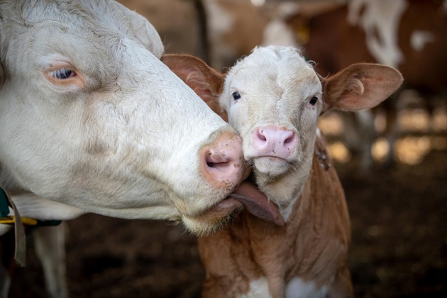 Tierwohl in der Milchproduktion