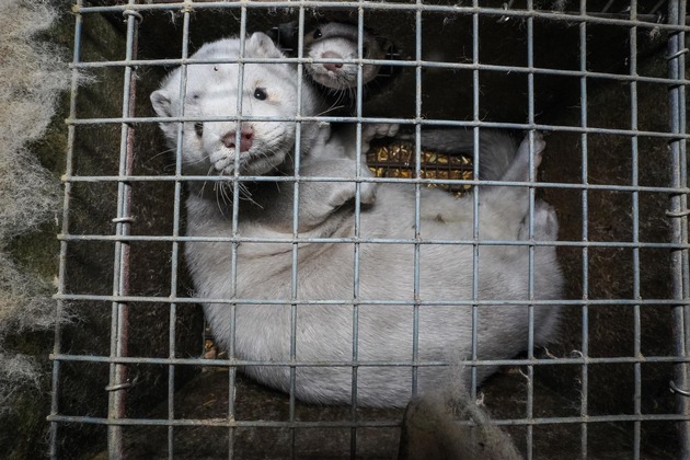 QUATRE PATTES donne des conseils pour un achat de vêtements d’hiver effectué dans le respect des animaux