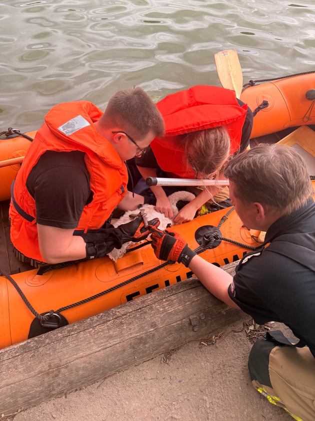 FW-DT: Jungschwan aus misslicher Lage gerettet