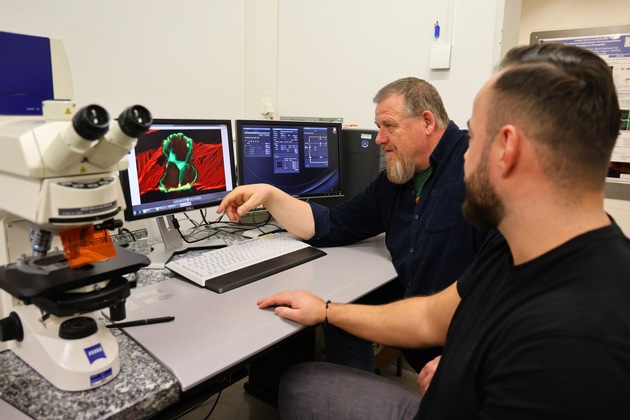 Ein Herz so groß wie ein Stecknadelkopf: Wissenschaftlerinnen und Wissenschaftler der Uni Osnabrück untersuchen Herzklappen von Fruchtfliegen