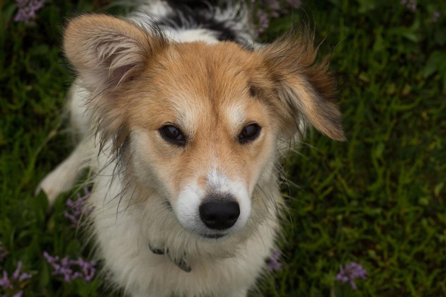 5 unterschätzte Sommergefahren für Tiere