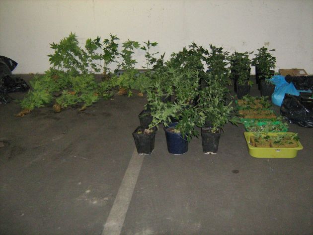 POL-H: Nachtrag!
Cannabispflanzen in Wohnung entdeckt
	Chamissostraße / Hainholz