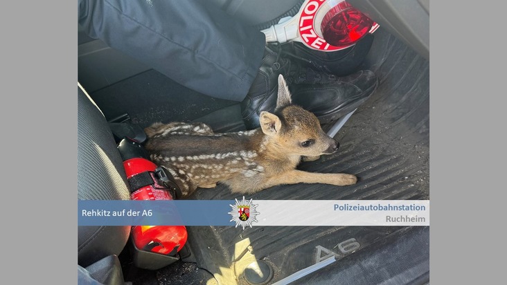 POL-PDNW: Polizeiautobahnstation Ruchheim - Rehkitz von A6 gerettet