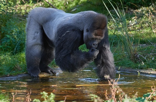 Verband der Zoologischen Gärten (VdZ): Krefeld baut nach Katastrophe neuen Affenpark / Zooverband begrüßt deutliche Mehrheit im Stadtrat