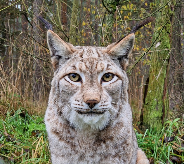 Mit Pinselohren f&uuml;r bestes H&ouml;ren: H&ouml;rPartner sind auch 2026 f&uuml;r ihre Paten-Luchse Lunabell und Ludwig da