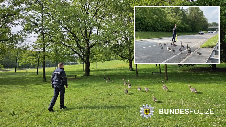 Bundespolizeidirektion München: 1,2,3 im Gänsemarsch / Gänsefamilie auf dem Weg zum Olympiapark