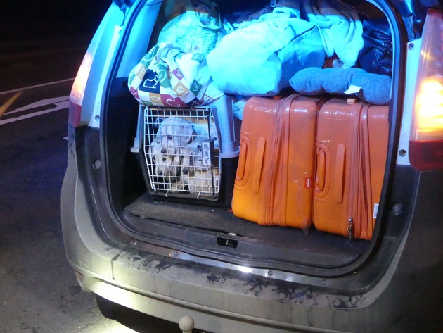 POL-GM: Illegaler Tiertransport: Hunde- und Katzenwelpen gerettet