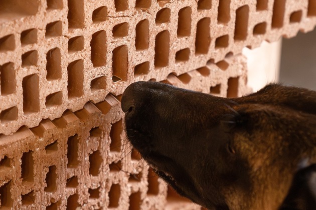 Sicherheitsfirma hensec hat Wanzen-Spürhunde im Einsatz