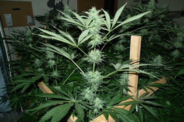 LKA-SH: Cannabis-Indoor-Plantage ausgehoben