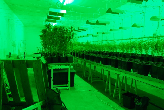 POL-WL: Schlag gegen Drogenproduzenten - Polizei hebt Cannabisplantage aus