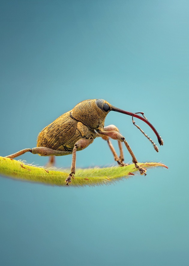 Krabbler – unheimlich faszinierend: neu im Naturmuseum St.Gallen