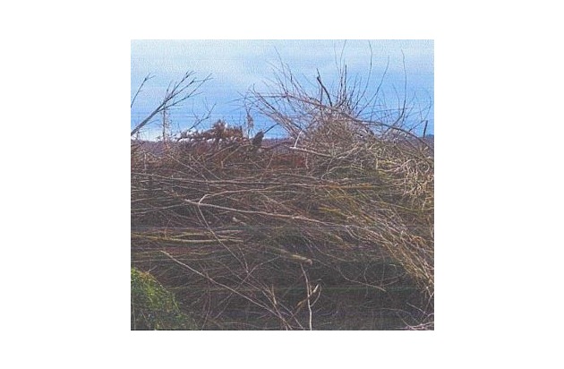 LPI-NDH: Katzenwelpen ausgesetzt - Polizei sucht Zeugen