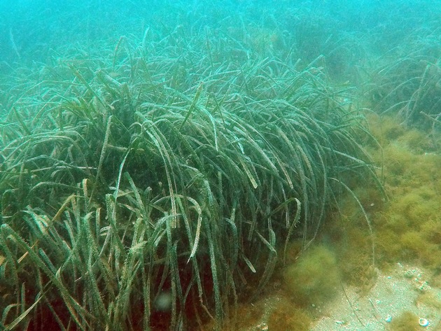 Neue Studie warnt: Klimaerwärmung und invasive Art bedrohen Seegraswiesen im Mittelmeer