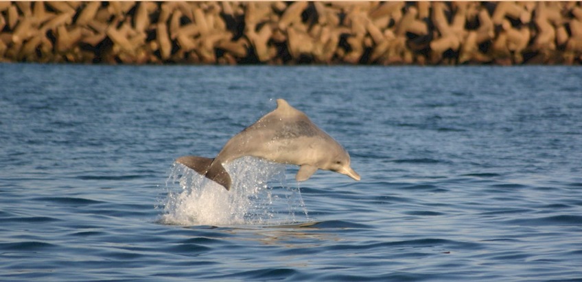 Südafrika: Erfolge im Kampf gegen delfin-tödliche Hainetze